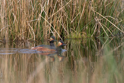 BUITEN BEELD Foto: 12174