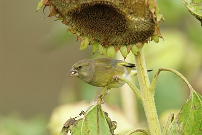 BUITEN BEELD Foto: 12177