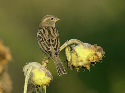 BUITEN BEELD Foto: 12189