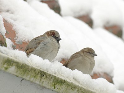 BUITEN BEELD Foto: 12195