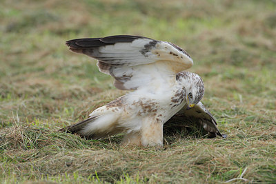 BUITEN BEELD Foto: 12252