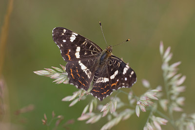 BUITEN BEELD Foto: 12297