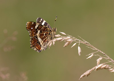 BUITEN BEELD Foto: 12298