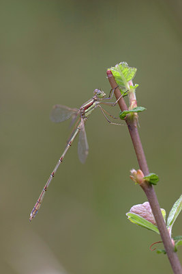 BUITEN BEELD Foto: 12300