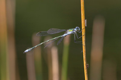 BUITEN BEELD Foto: 12312