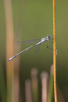 BUITEN BEELD Foto: 12313