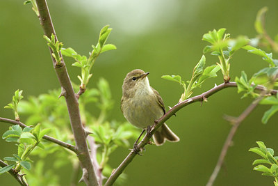 BUITEN BEELD Foto: 12352