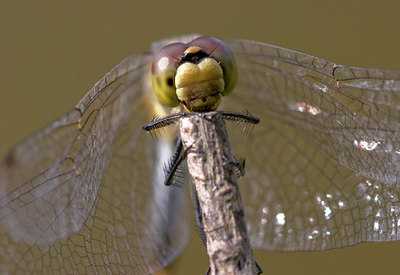 BUITEN BEELD Foto: 12356