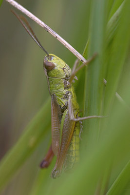 BUITEN BEELD Foto: 12362
