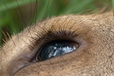 BUITEN BEELD Foto: 12367