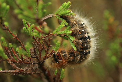 BUITEN BEELD Foto: 12427