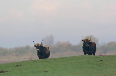 BUITEN BEELD Foto: 12447