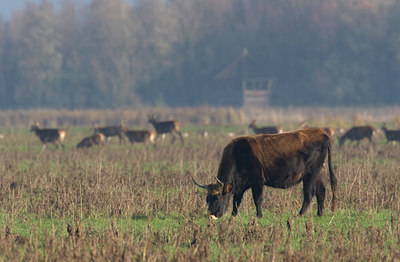 BUITEN BEELD Foto: 12449