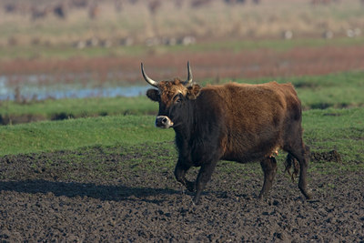 BUITEN BEELD Foto: 12453