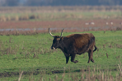 BUITEN BEELD Foto: 12454