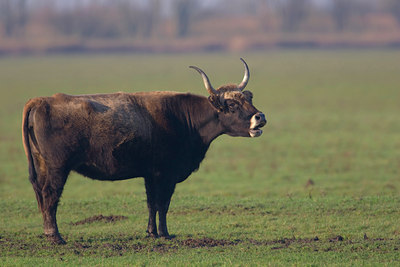 BUITEN BEELD Foto: 12457