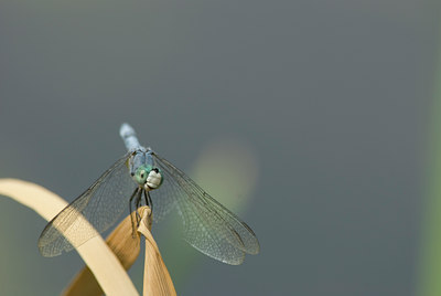BUITEN BEELD Foto: 12466