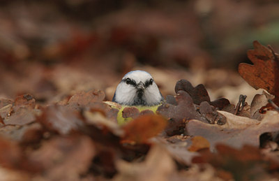 BUITEN BEELD Foto: 12468