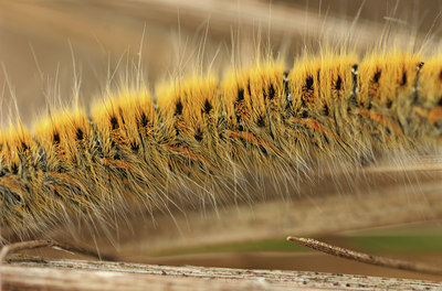 BUITEN BEELD Foto: 12469