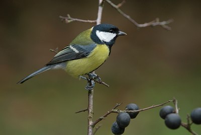 BUITEN BEELD Foto: 12491