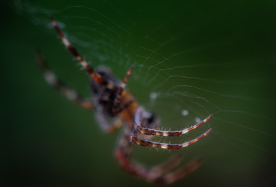 BUITEN BEELD Foto: 12538