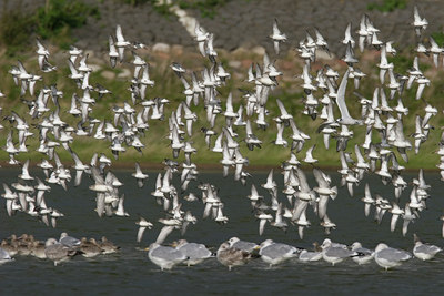 BUITEN BEELD Foto: 12567