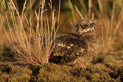 BUITEN BEELD Foto: 12632