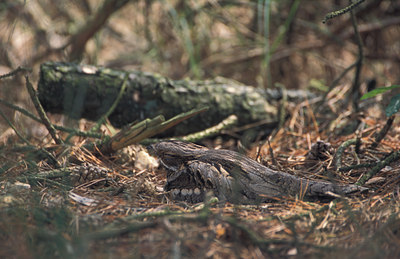 BUITEN BEELD Foto: 12644