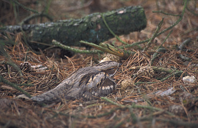 BUITEN BEELD Foto: 12655
