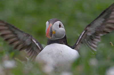 BUITEN BEELD Foto: 12659