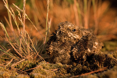 BUITEN BEELD Foto: 12693