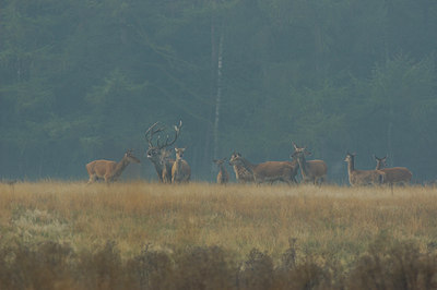 BUITEN BEELD Foto: 12700