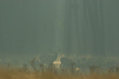 BUITEN BEELD Foto: 12703
