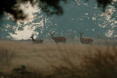 BUITEN BEELD Foto: 12711