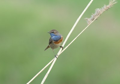 BUITEN BEELD Foto: 12747