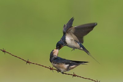 BUITEN BEELD Foto: 12760