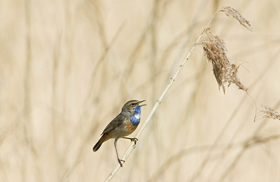 BUITEN BEELD Foto: 12762