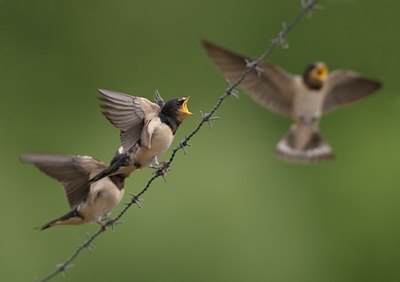 BUITEN BEELD Foto: 12763