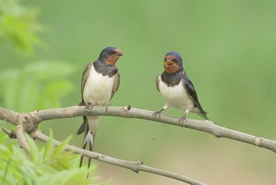 BUITEN BEELD Foto: 12786