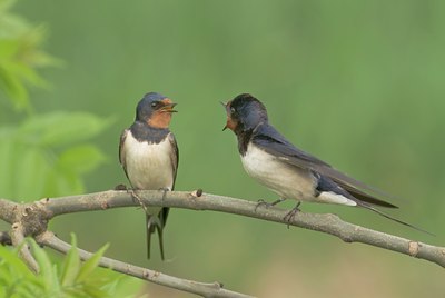 BUITEN BEELD Foto: 12788