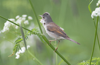 BUITEN BEELD Foto: 12796