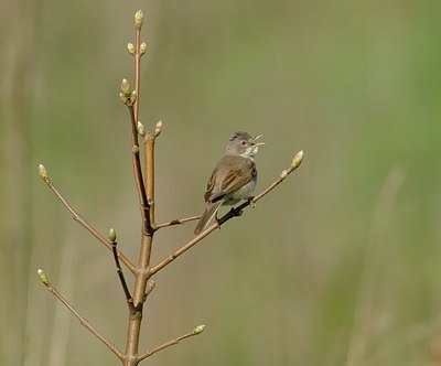 BUITEN BEELD Foto: 12797
