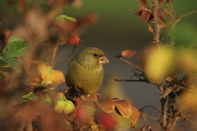 BUITEN BEELD Foto: 12848