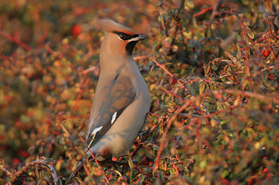 BUITEN BEELD Foto: 12853