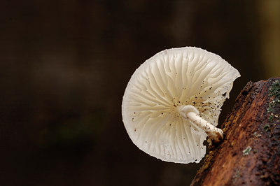 BUITEN BEELD Foto: 12906