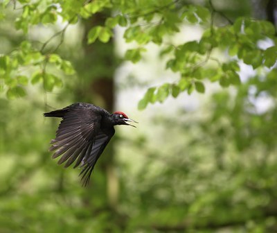 BUITEN BEELD Foto: 12970