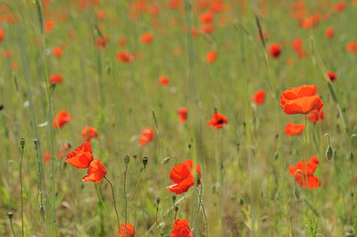 BUITEN BEELD Foto: 129002