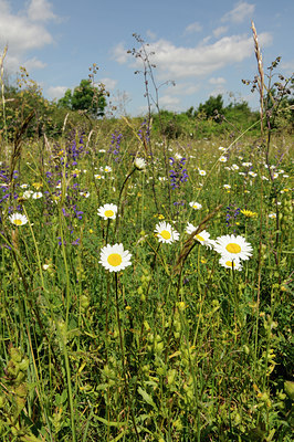 BUITEN BEELD Foto: 129019