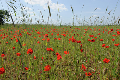 BUITEN BEELD Foto: 129026