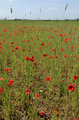 BUITEN BEELD Foto: 129030